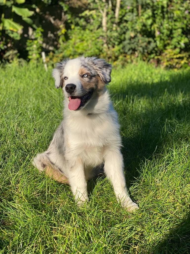 Sur les Traces des Bergers - Chiot disponible  - Berger Australien